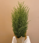 Lemon Cypress Tree