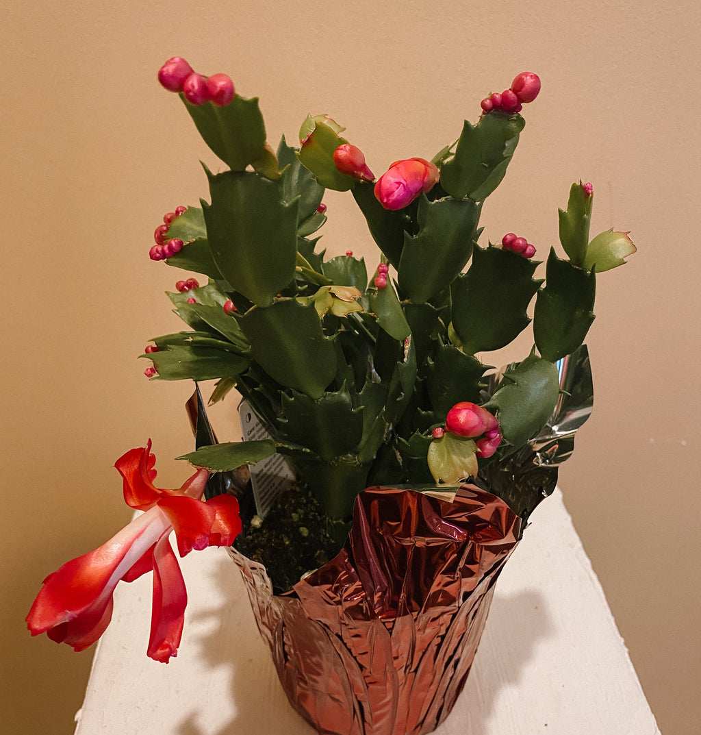 Christmas Cactus