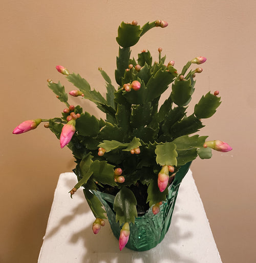 Christmas Cactus