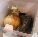 Amaryllis Bulb Kits