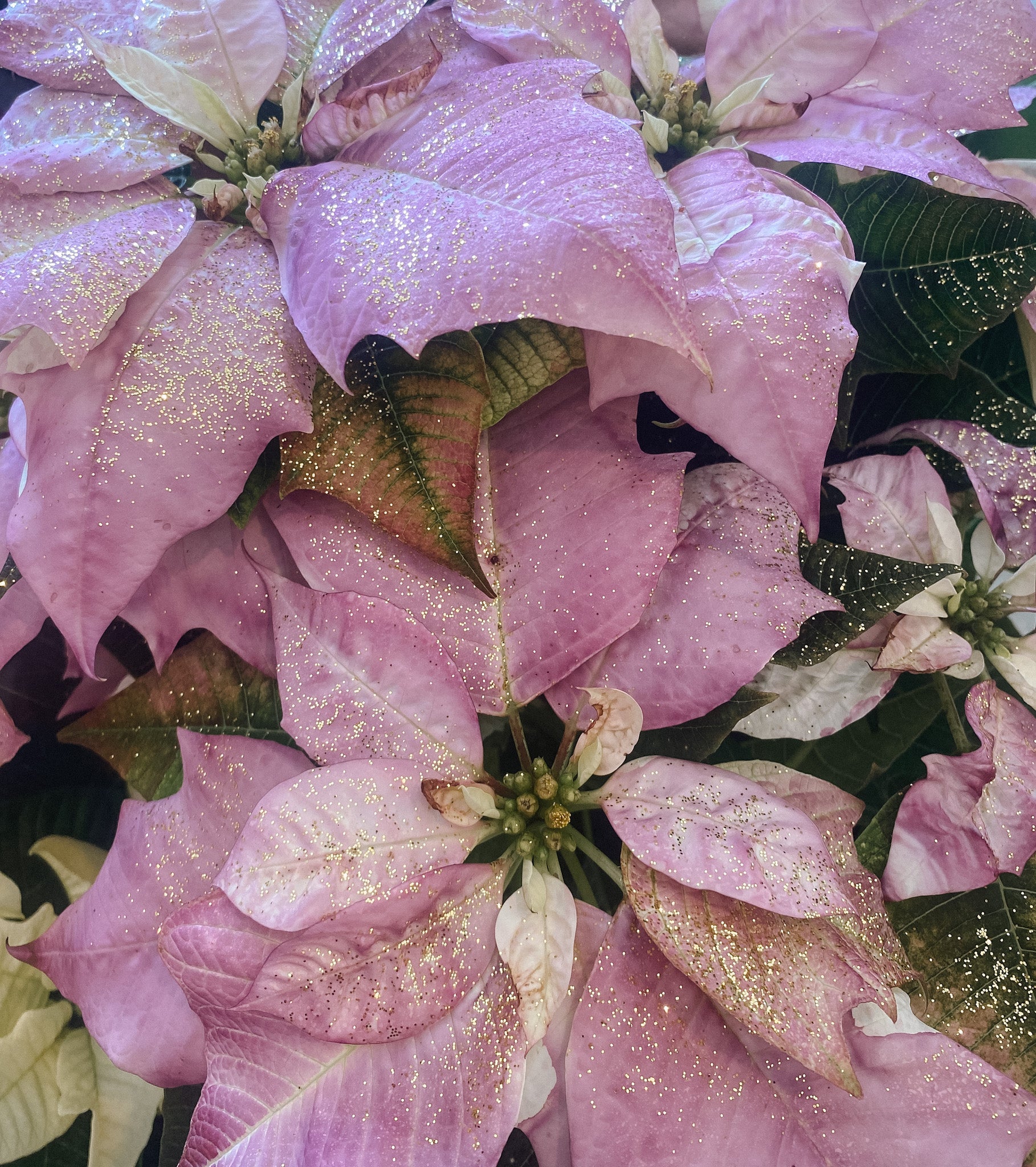 Christmas Poinsettia