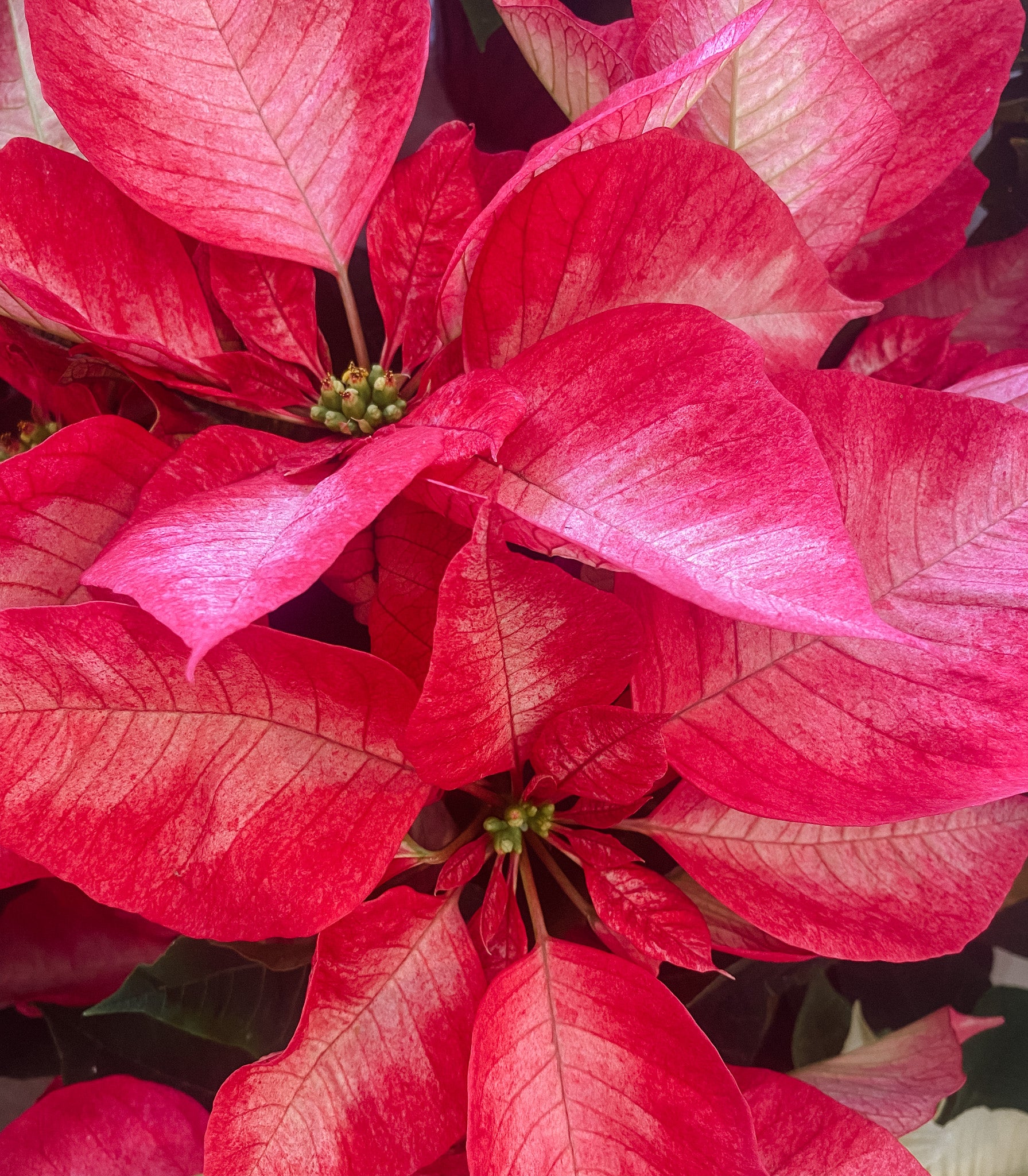 Christmas Poinsettia