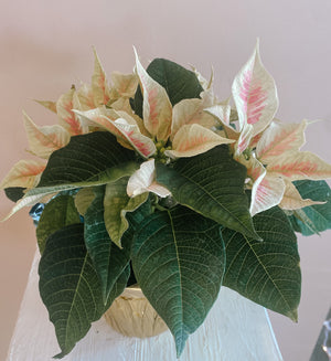 Christmas Poinsettias