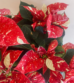 Christmas Poinsettias