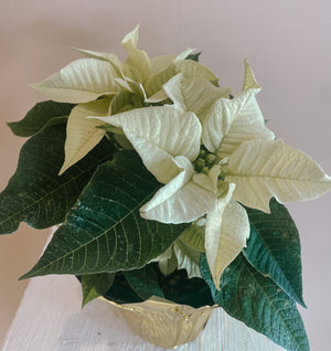 Christmas Poinsettias