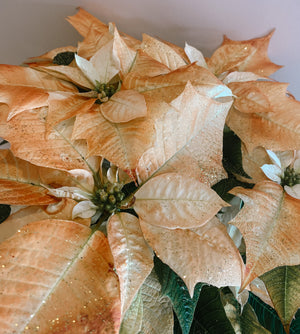 Christmas Poinsettia