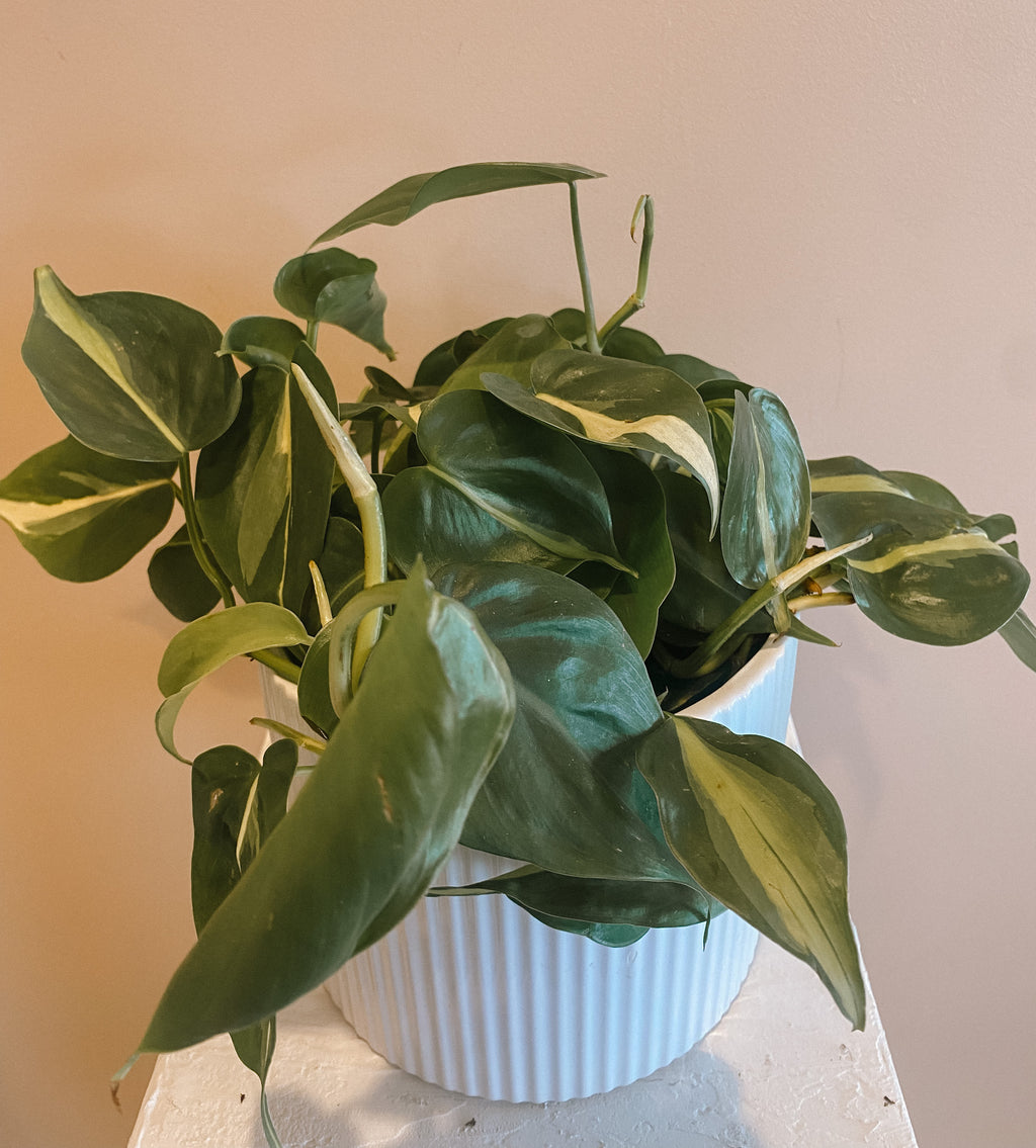 Philodendron Heart Leaf Brasil