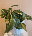 Philodendron Heart Leaf Brasil