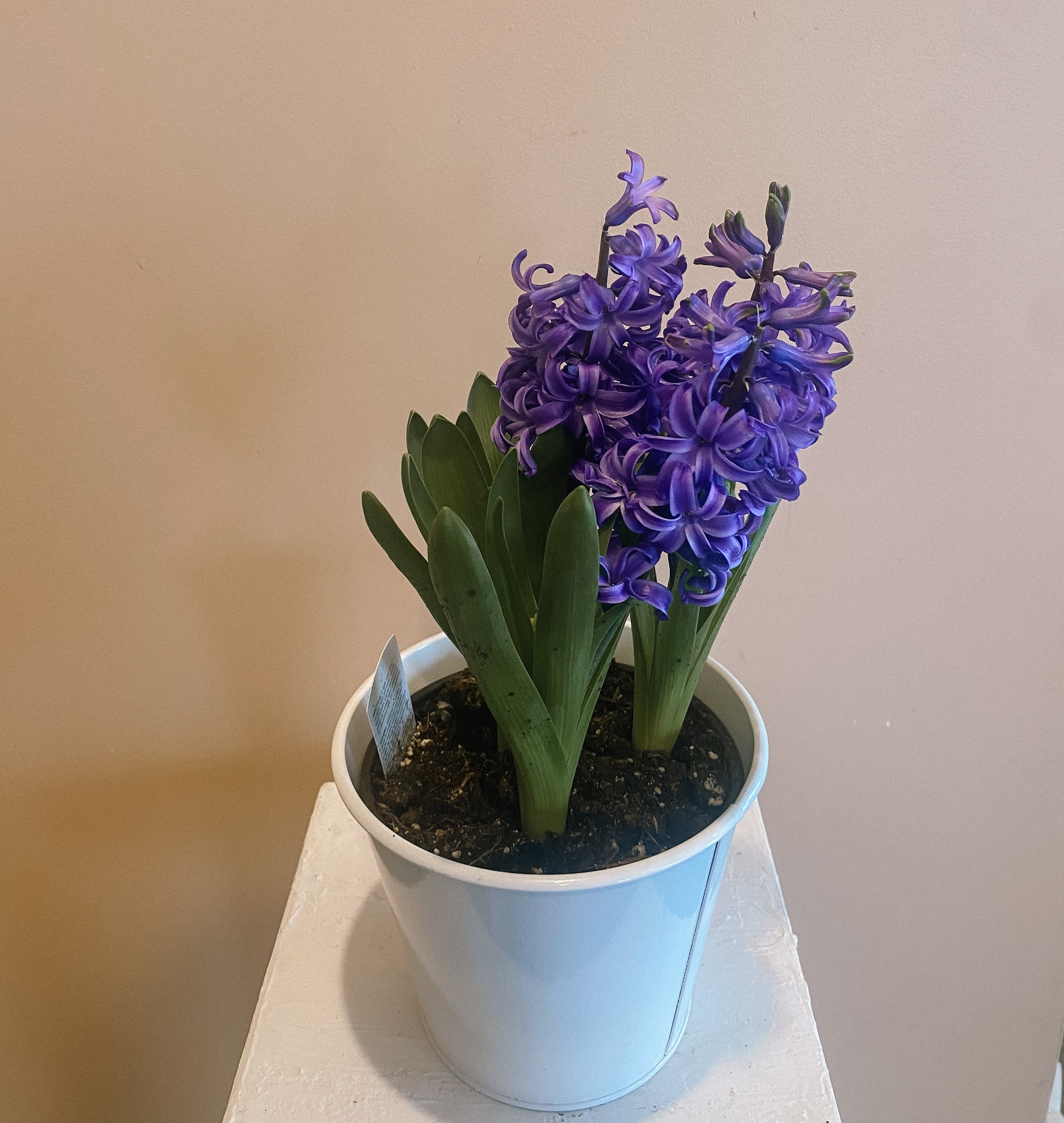 Hyacinth