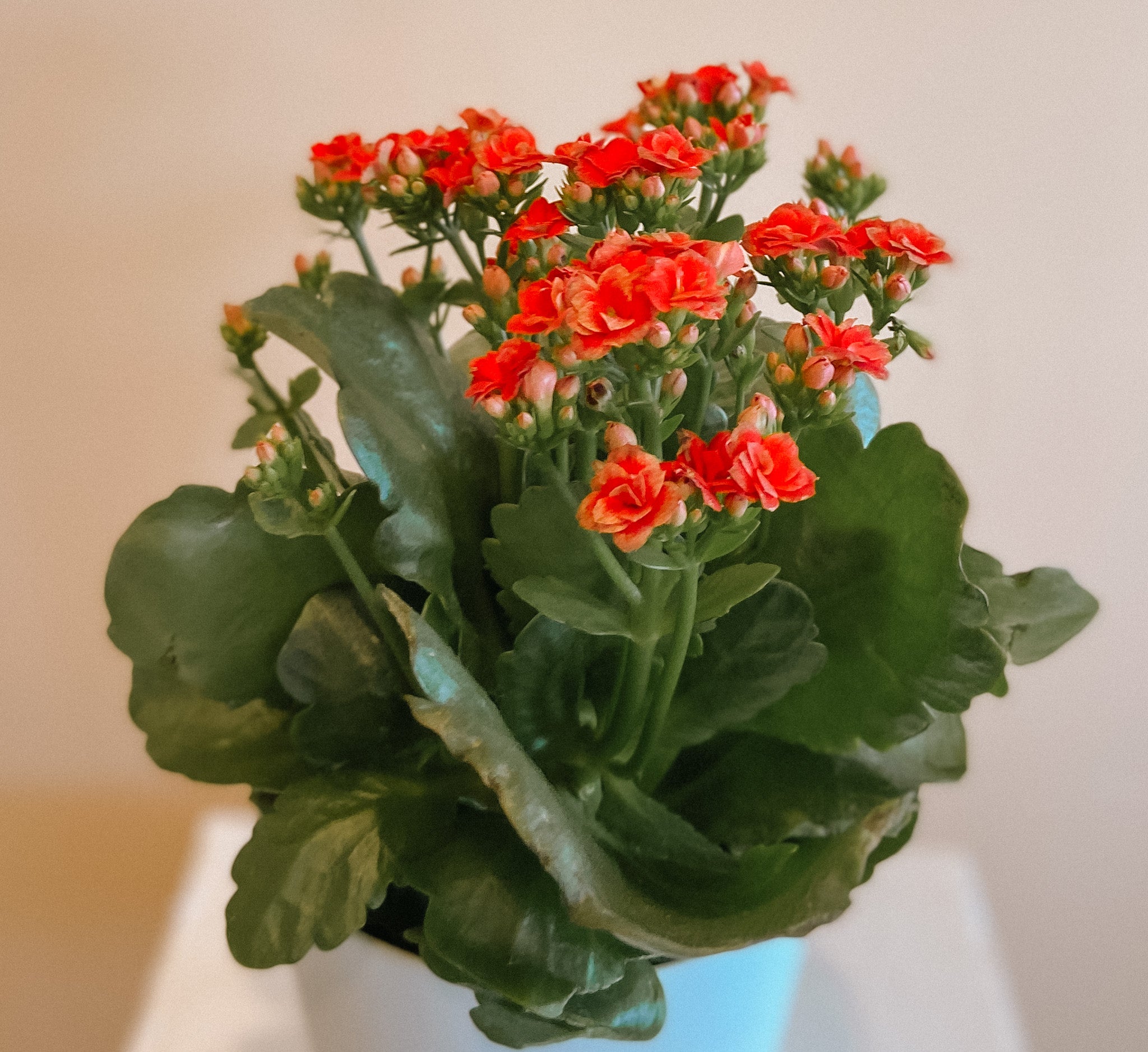 Kalanchoe