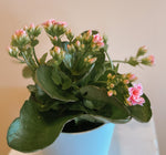 Kalanchoe