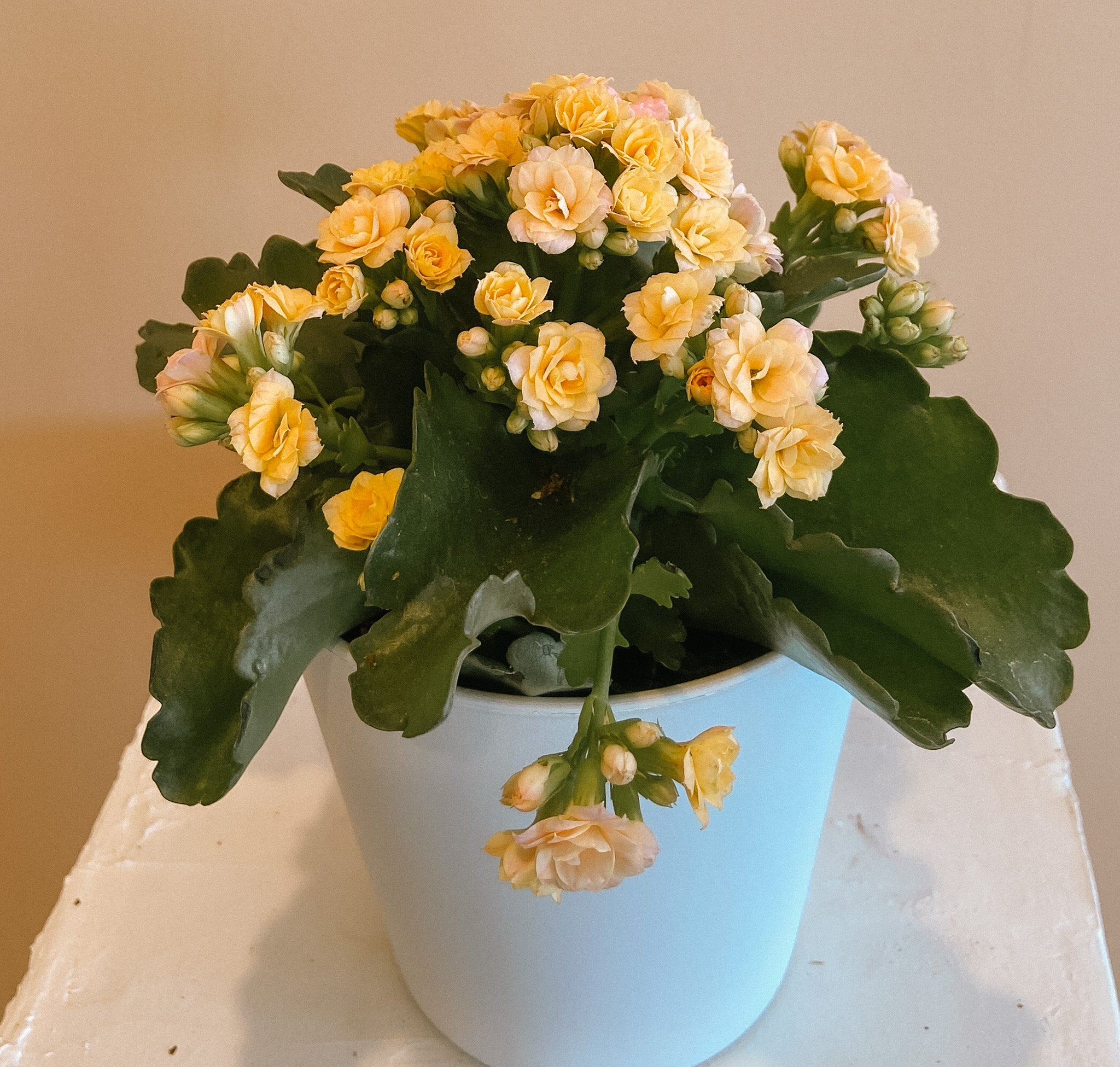 Kalanchoe