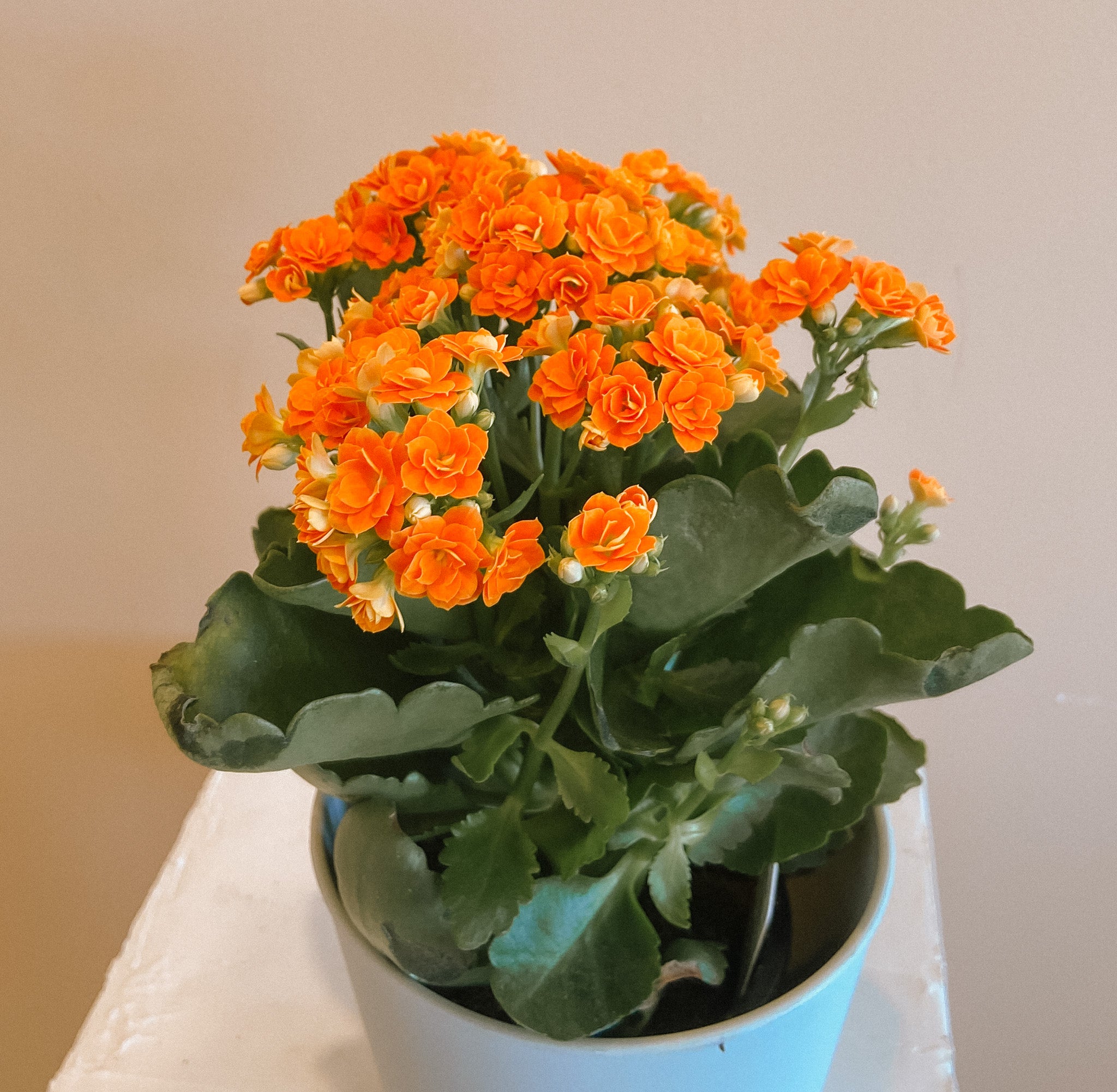 Kalanchoe