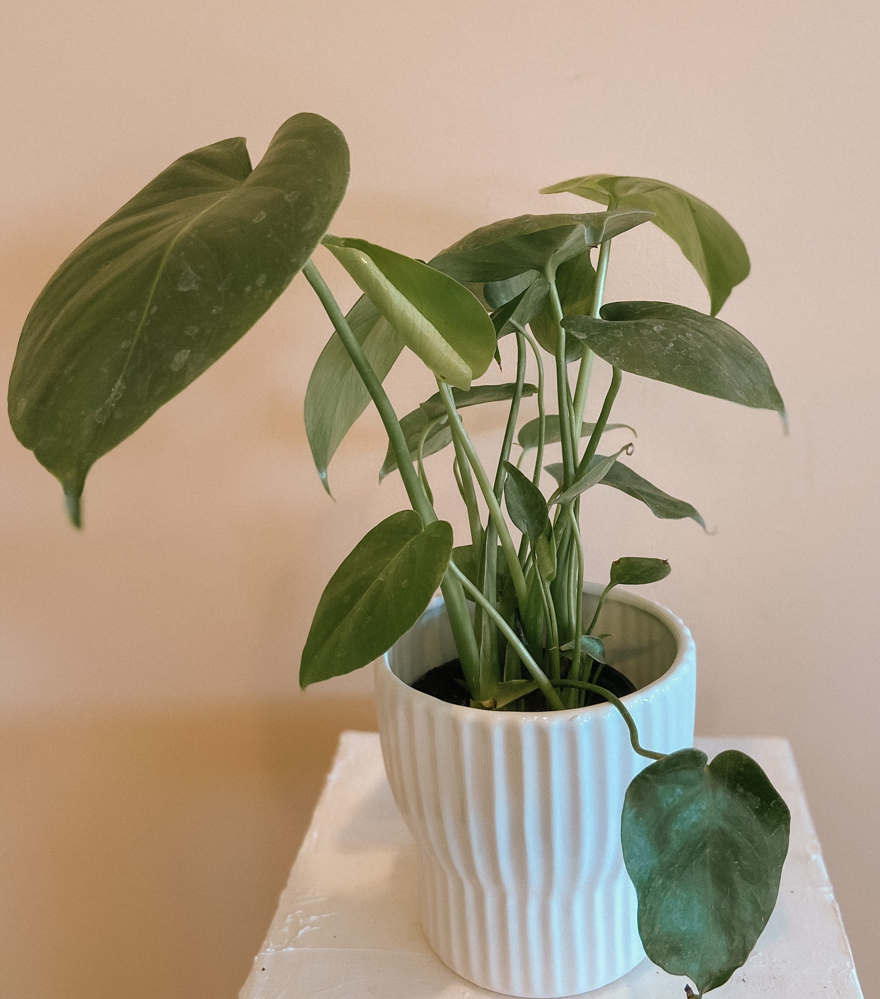 Philodendron - Monstera