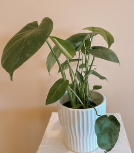 Philodendron - Monstera