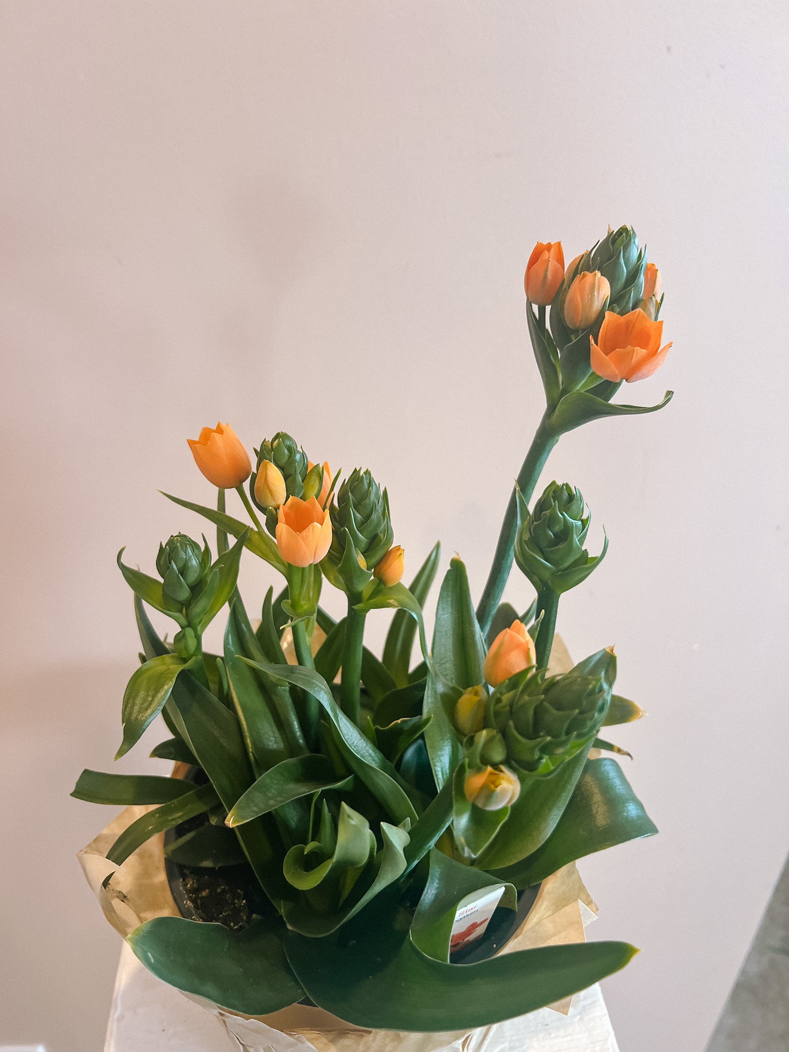 Sun Star Ornithogalum