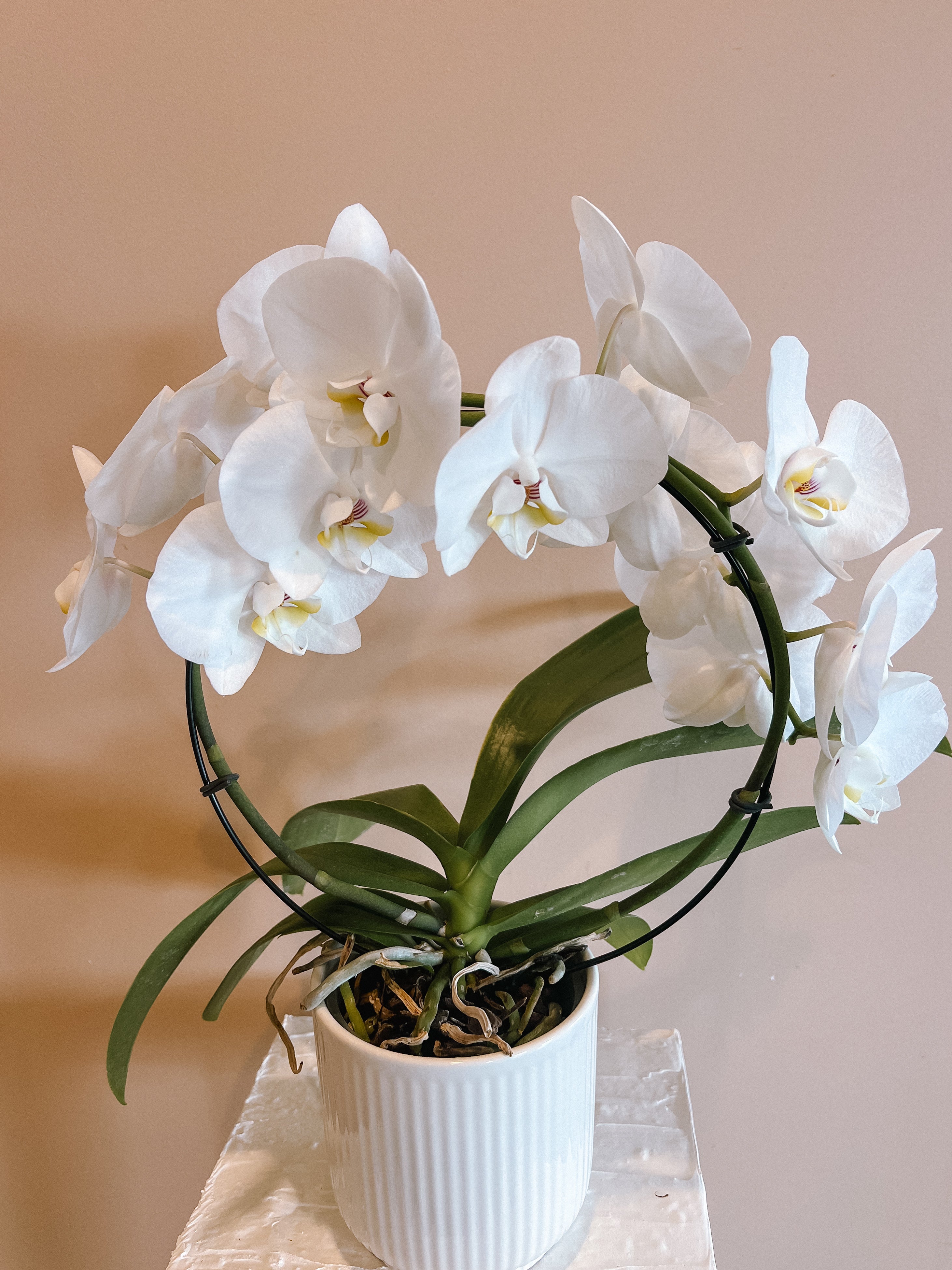 Waterfall Phalaenopsis Orchid
