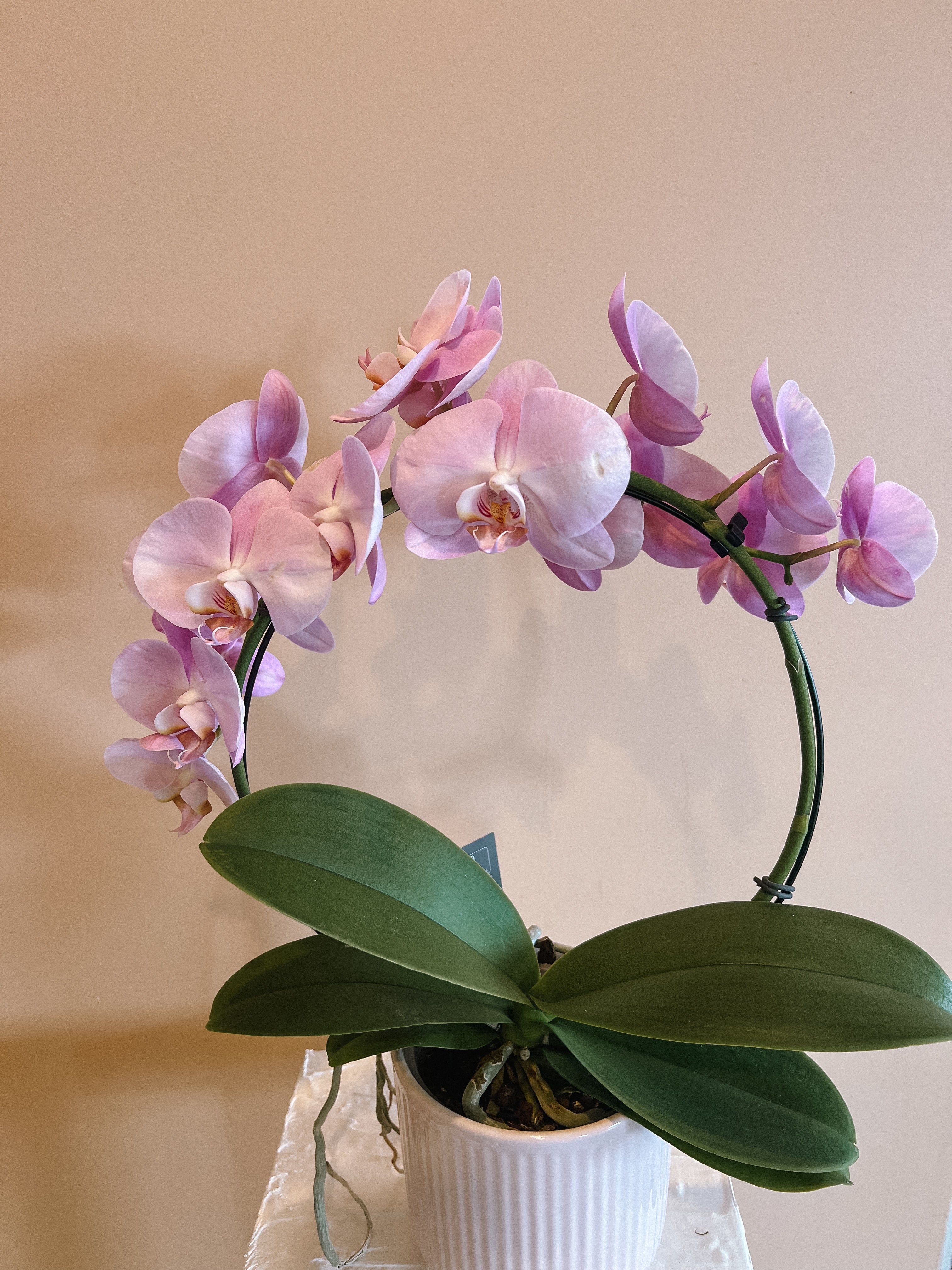 Waterfall Phalaenopsis Orchid