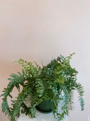 Boston Fern