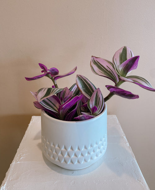 Assorted Wandering Jew
