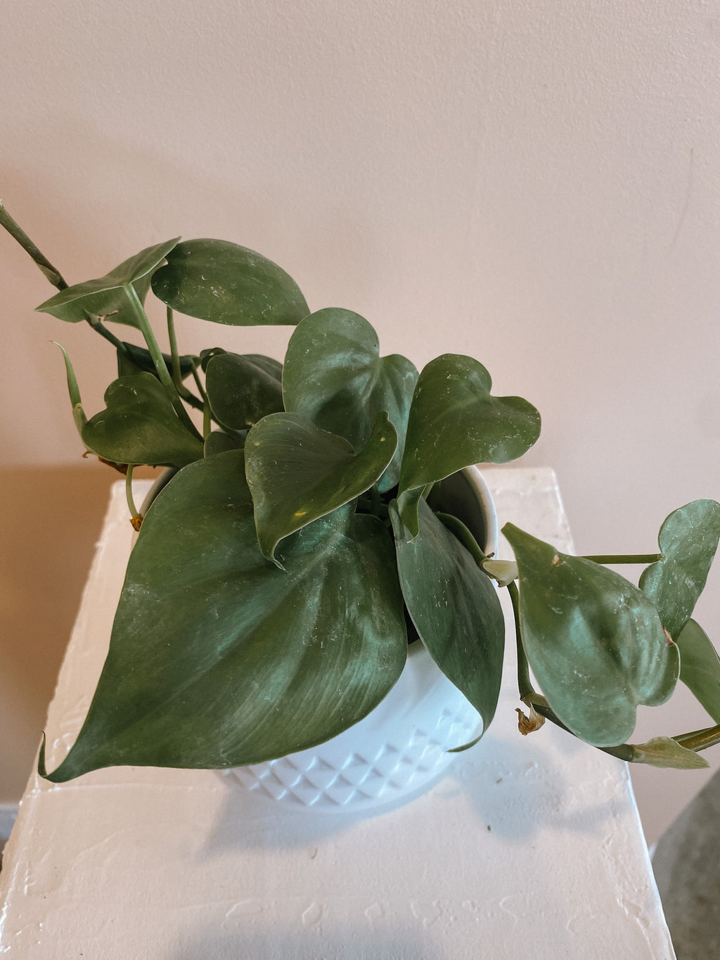 Philodendron - Heart Leaf