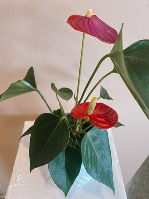 Anthurium