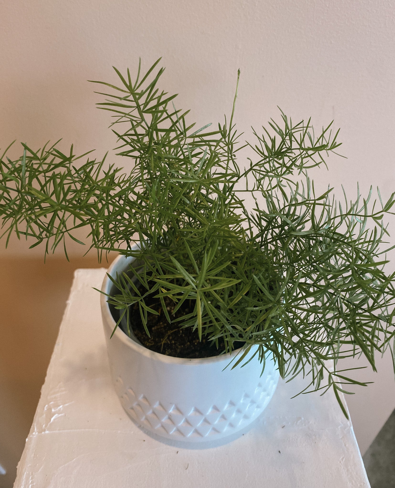 Asparagus Fern