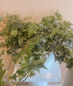 English Ivy