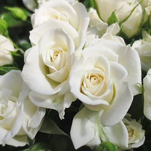 Boutonniere (White focal with custom accents)