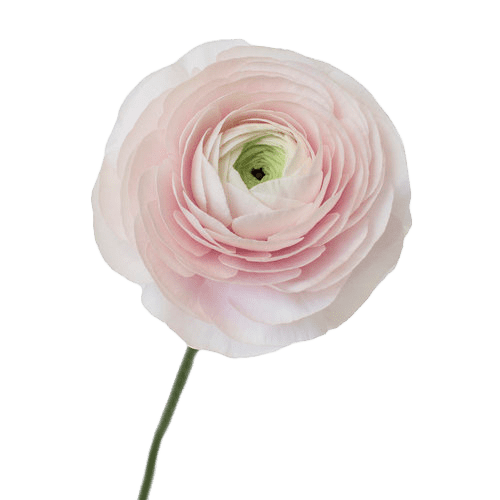 Blush boutonniere and wrist corsage