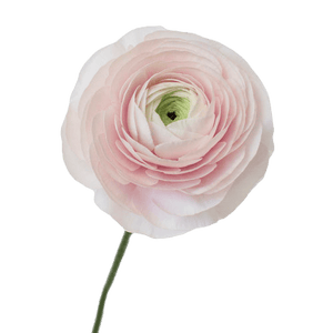 Blush boutonniere and wrist corsage