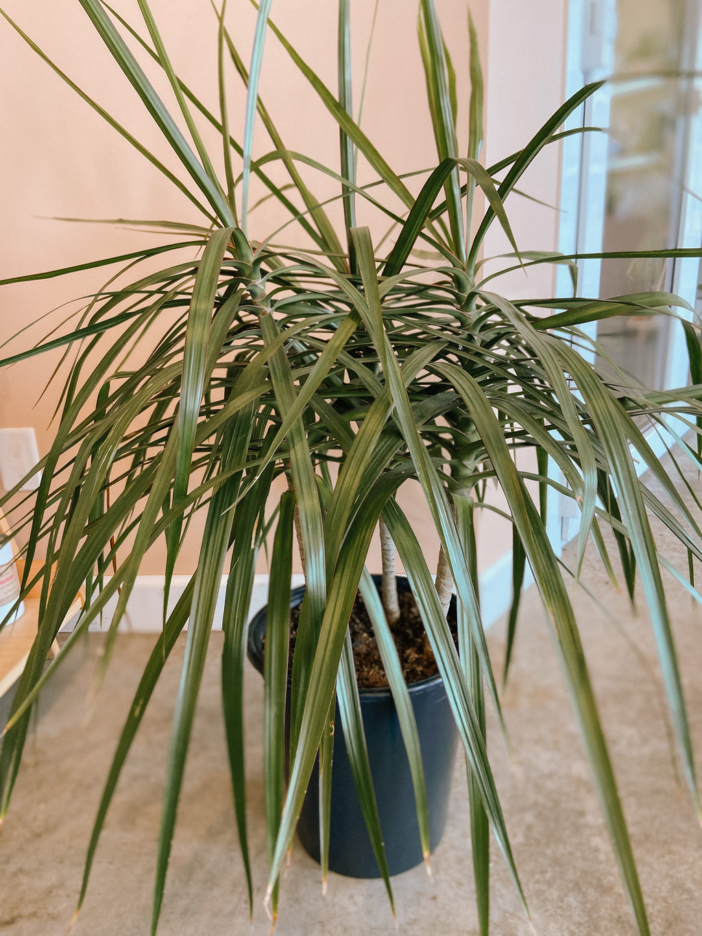 Dracaena-Dragon Tree