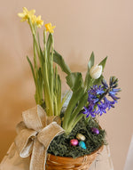 Spring Bulb Garden