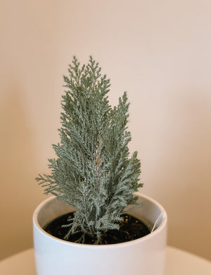 Moonlit False Cypress