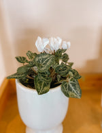 Cyclamen