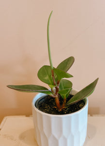 Peperomia