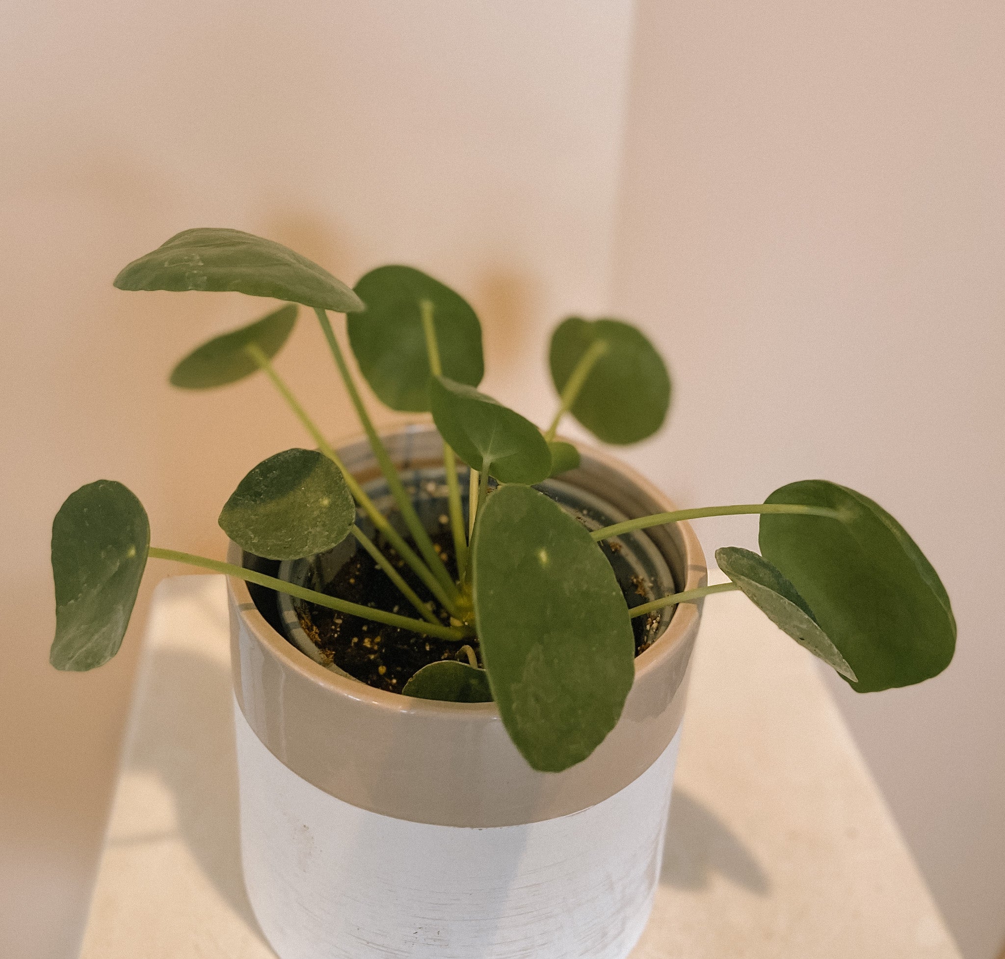 Chinese Money plant