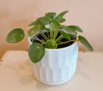 Chinese Money plant