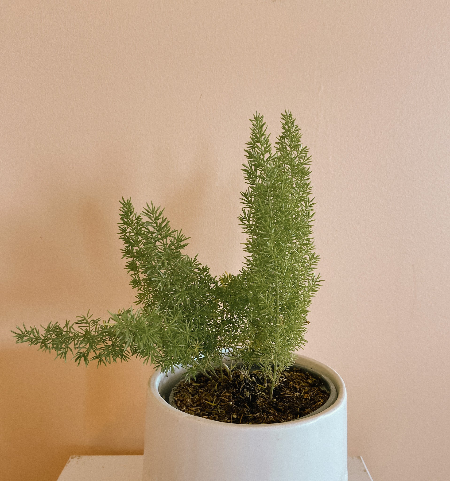 Asparagus Fern