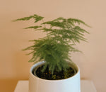 Fern - Plumosa