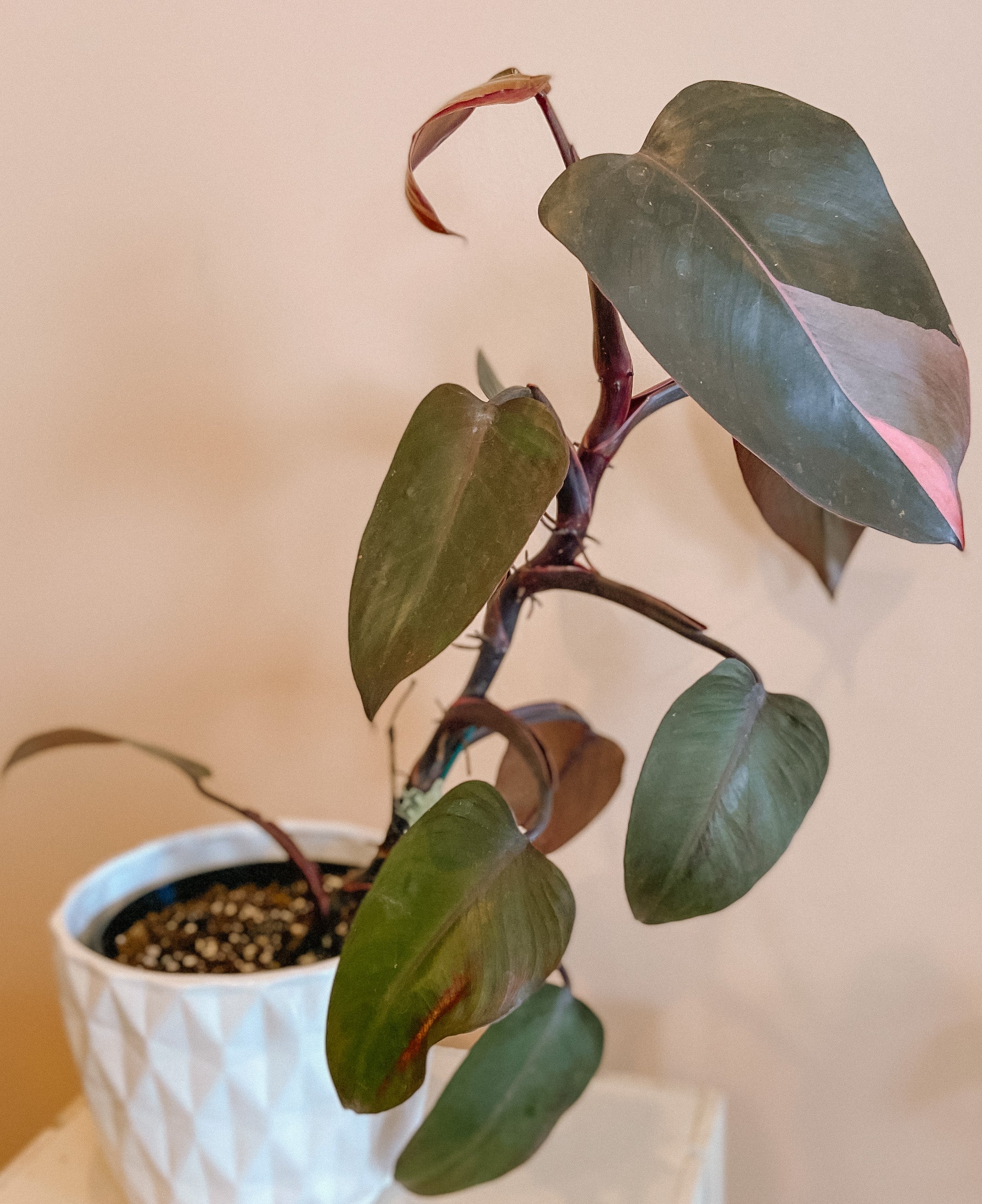 Philodendron-Pink Princess