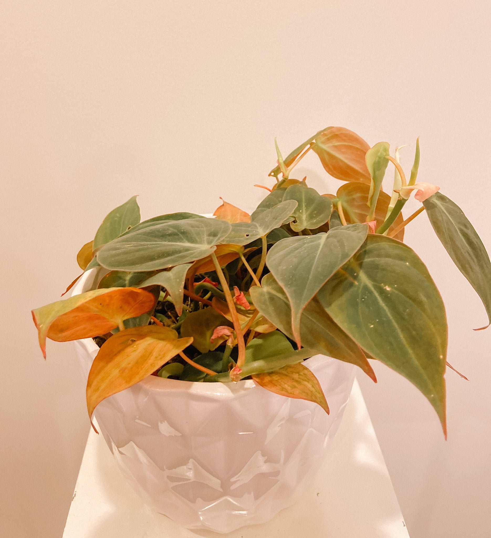 Philodendron - Trailing Pink