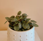 Assorted Peperomia