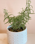 Rosemary