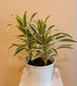 Dracaena Reflexa