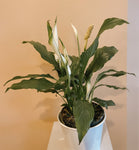 Peace Lily