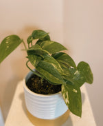 Pothos - Golden