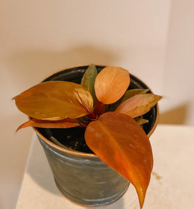 Philodendron - Red leaf