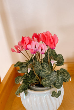 Cyclamen