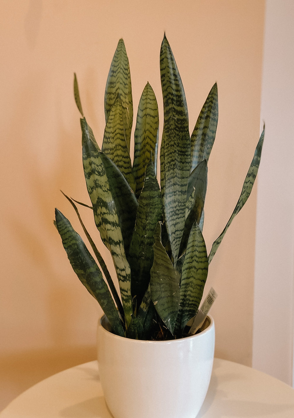 Variegated Snake Plant